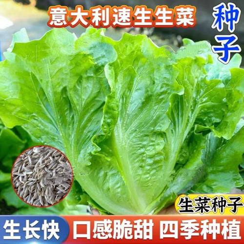 意大利生菜奶结球耐抽苔