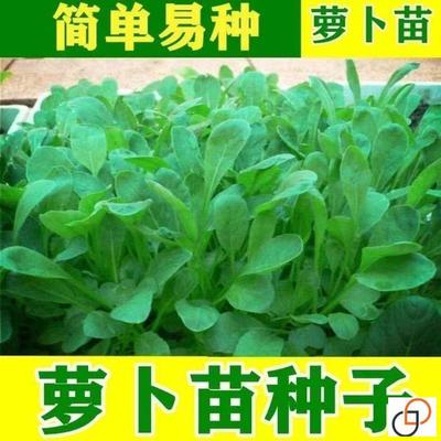 四季速生七天可吃萝卜苗