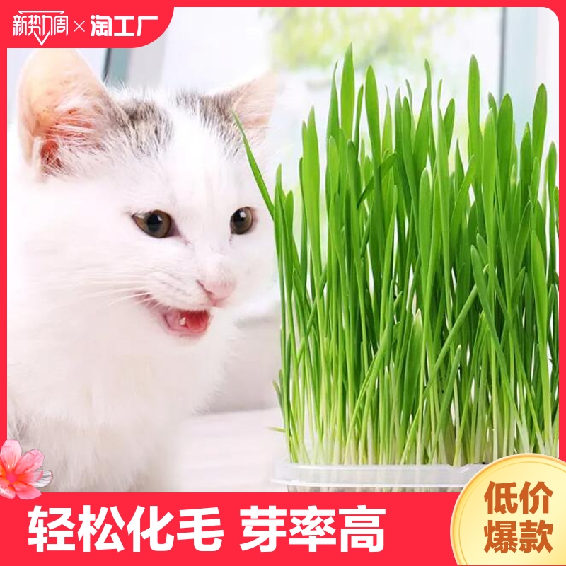 猫草盆栽草种子非已种好小麦种子零食品种孑满天星种植虞美人开花