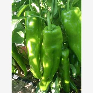 特大牛角椒种子大果羊角青椒尖椒辣椒苗种籽微辣新品种春季蔬菜孑