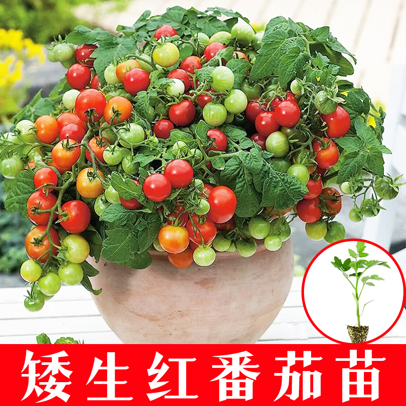 山东寿光速发矮生番茄盆栽四季千禧种苗室内阳台西红柿易活育苗,农用物资,蔬菜种子/种苗,淘宝优惠券,粉丝福利购,淘宝优惠卷