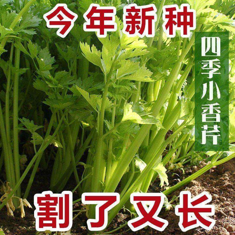 芹菜种子四季小香芹种子庭院阳台盆栽耐热农家芹菜籽蔬菜种子,农用物资,蔬菜种子/种苗,淘宝优惠券,粉丝福利购,淘宝优惠卷