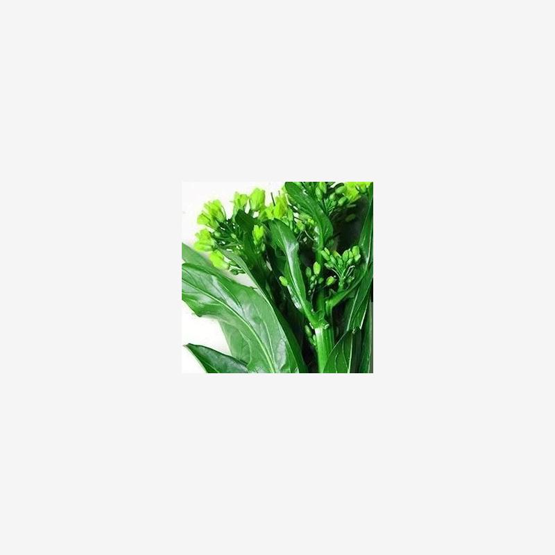 广东菜心菜种籽种籽甜菜心种子四季青菜蔬菜种子速生菜苔蔬菜种子
