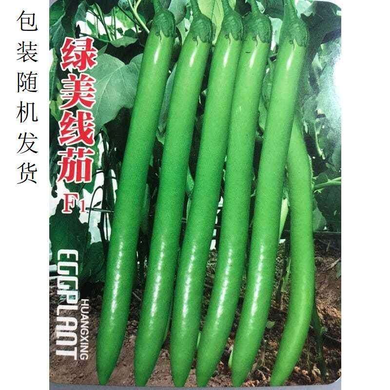 绿茄子种籽苗美线长果长