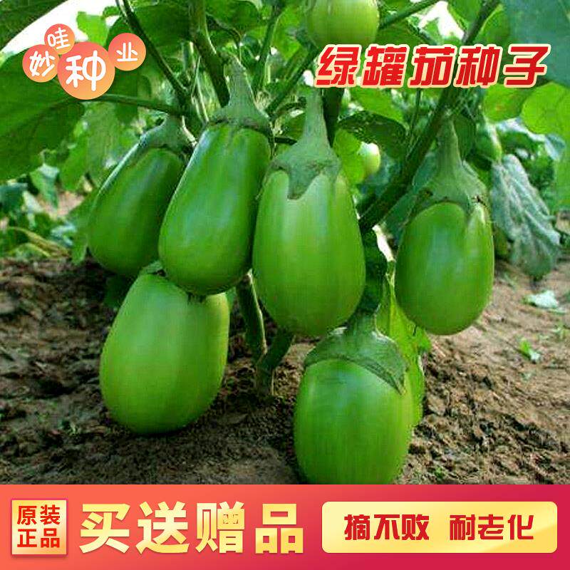 绿茄子种籽种高产四季蔬