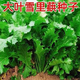 新品种大叶雪里蕻种子雪菜种子大叶雪里红腌制梅干菜易种芥菜咸菜