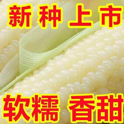 白糯甜玉米种子高产矮杆