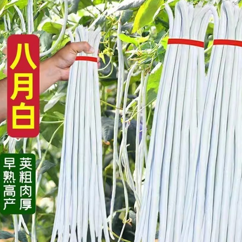 八月白豆角+白豇上架四季