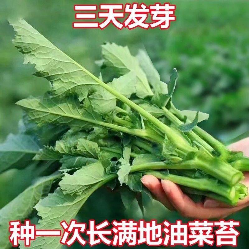【秋播】四季油菜苔种子
