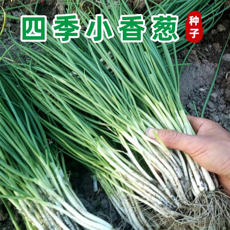 四季小香葱种子庭院阳台