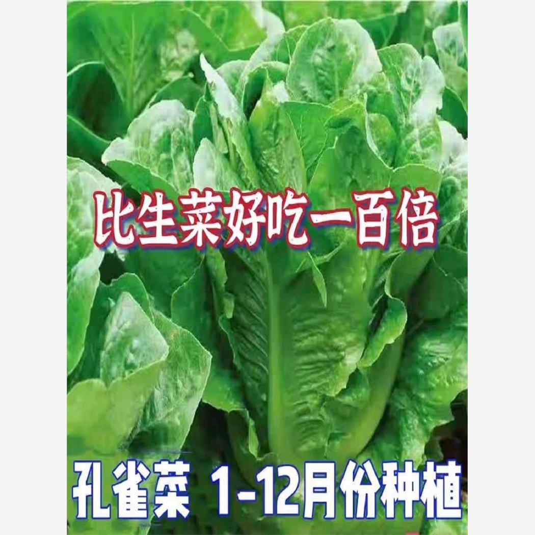 孔雀菜种子生吃脆甜高营养四季罗马直立生菜种子盆栽阳台专用蔬菜