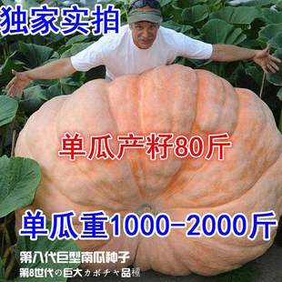 美国巨型南瓜种子特大大南瓜种子太空南瓜种子蔬菜种春播瓜果种子