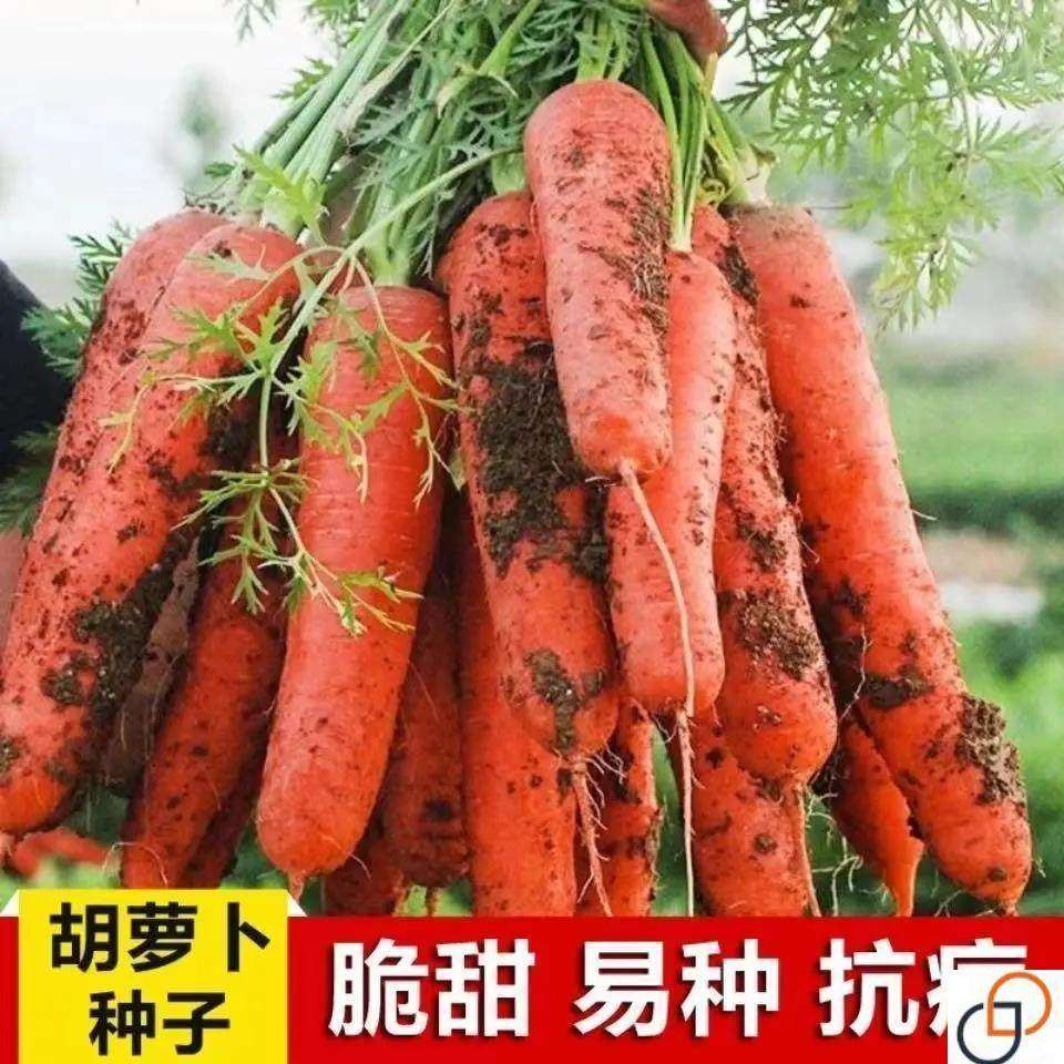 耐热耐寒胡萝卜种籽子四季夏秋播八寸参红色高产菜园盆栽蔬菜种孑,农用物资,蔬菜种子/种苗,淘宝优惠券,粉丝福利购,淘宝优惠卷