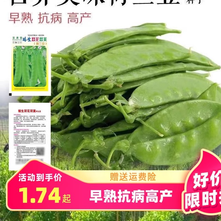 软荚荷兰豆种子春夏四季