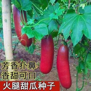 南美火腿香瓜种子四季 播种红香蜜甜瓜种子高产农家水果蔬菜种籽