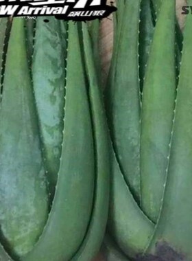 -Loafers green plant aloe vera potted fresh edible aloeL-