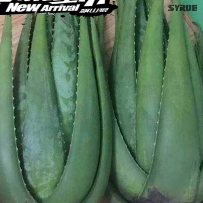 -Loafers green plant aloe vera potted fresh edible aloeL-