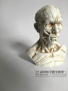 Art Sketch Human Muscle Skeleton Head Model Skull Anatomy Bu