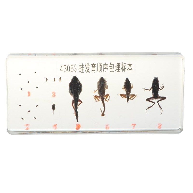 lifecycle of a frog specimens paperweight educational scien