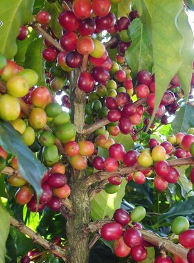Refreshing Coffee bean Seeds Bonsai Tree Seeds Home Garden d