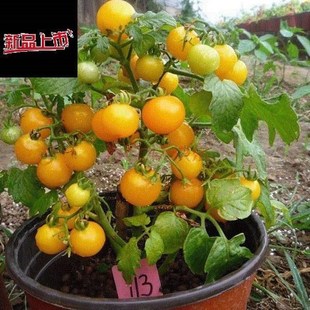 Yellow Tomato Seed garden plant organic Vegetable Seeds Easy