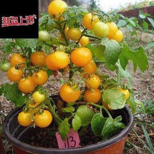 Yellow Tomato Seed garden plant organic Vegetable Seeds Easy