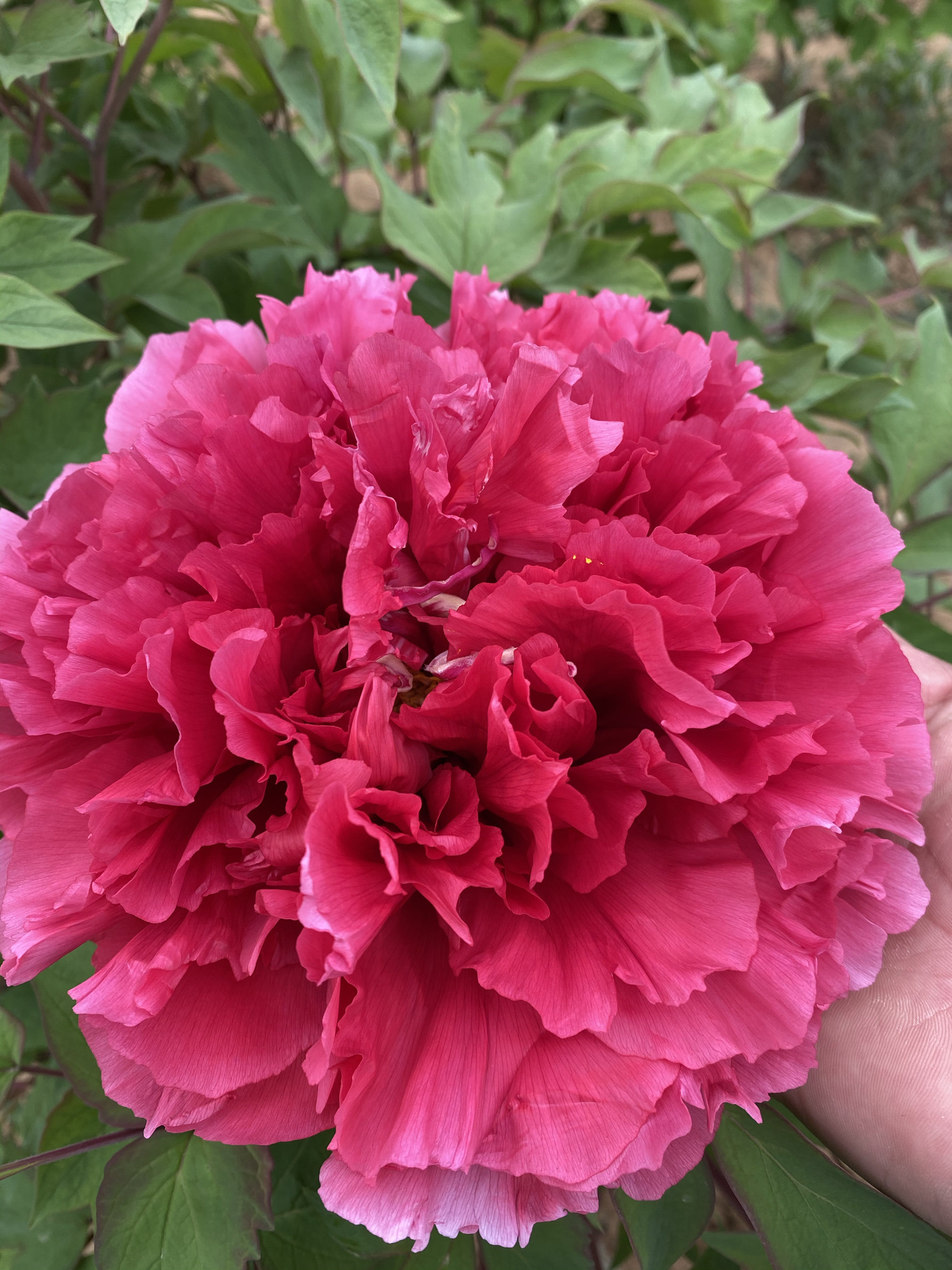 花王洛阳观赏牡丹可盆栽可地载牡丹/芍药