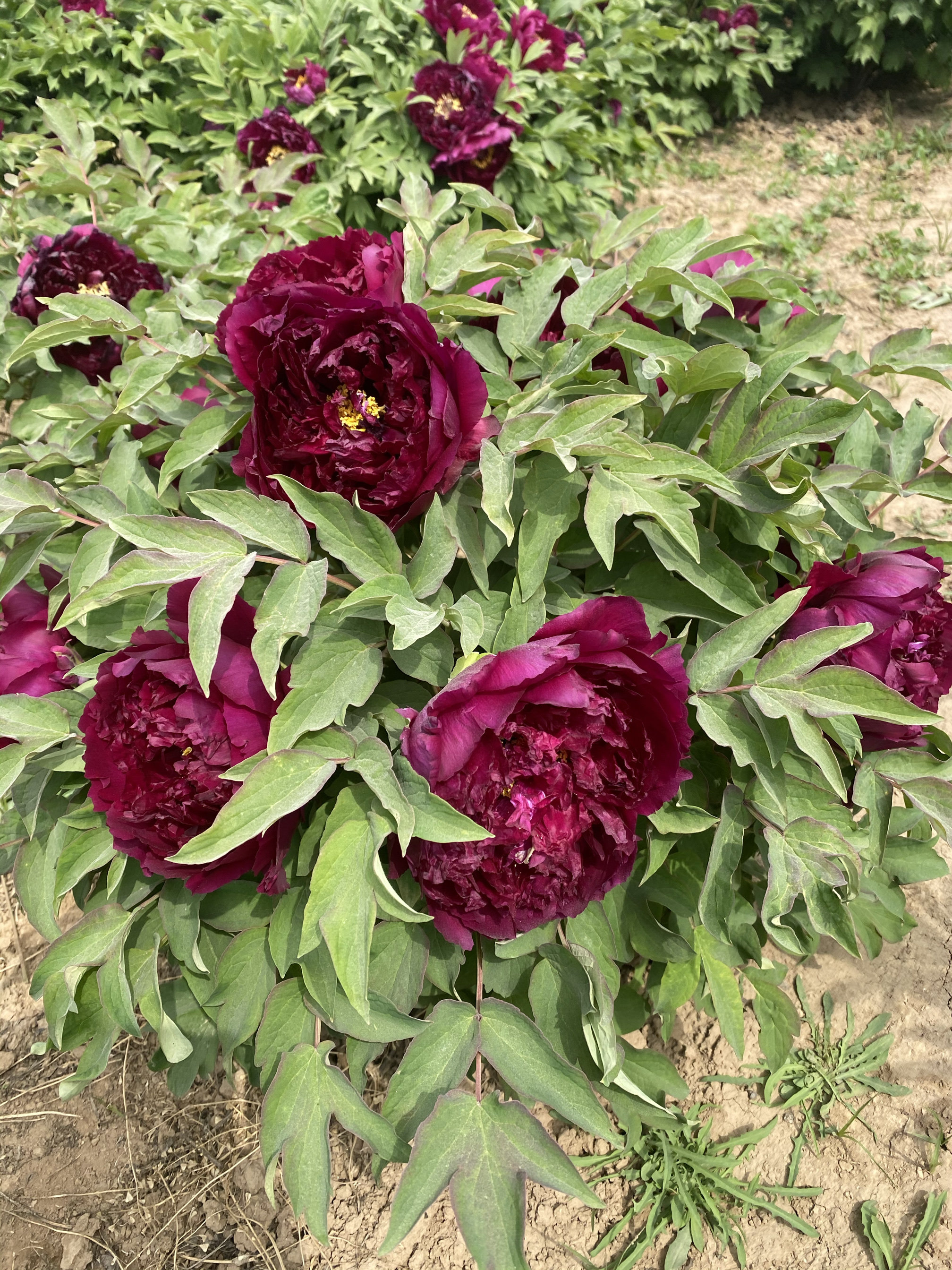 洛阳观赏牡丹墨润绝伦品种盆栽牡丹