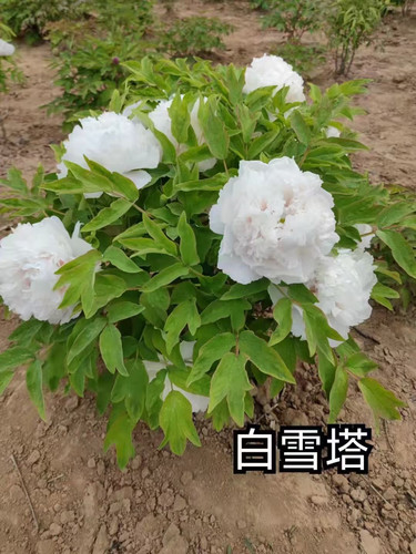 洛阳观赏牡丹白雪塔品种盆栽