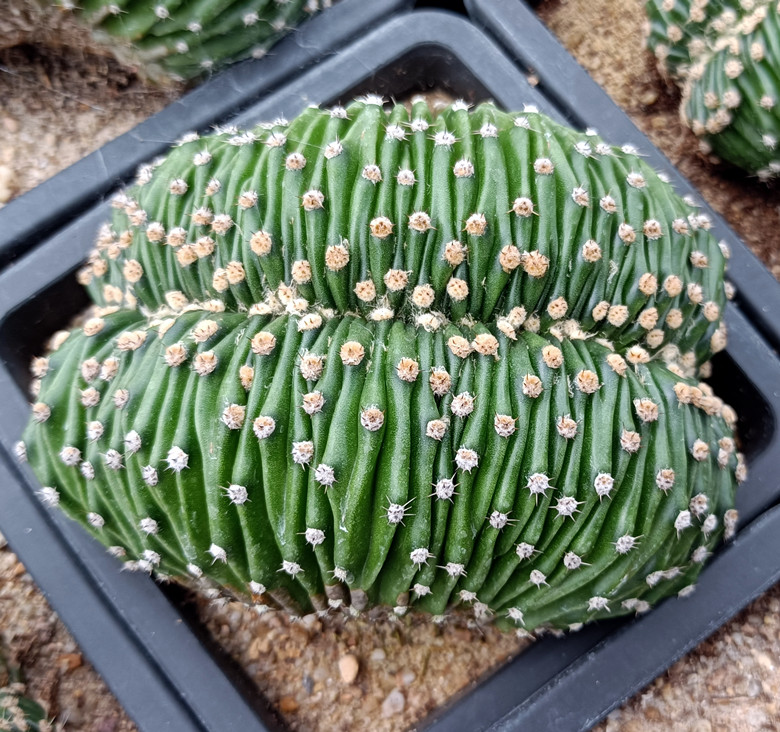 粉花草球缀化侧芽繁殖根系很好生长迅速办公桌吸甲醛窗台阳台