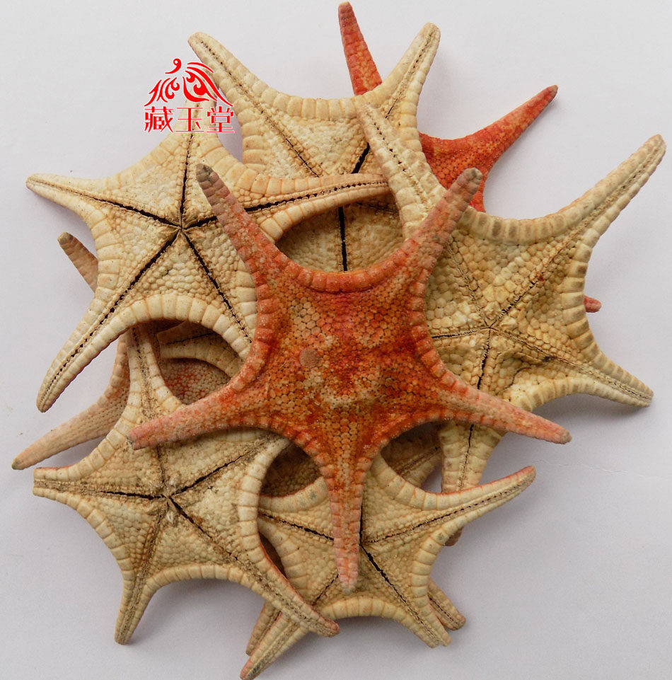 平板海五星250克 海盘车 五角星 海星 养身泡酒料 煲汤人参回春草