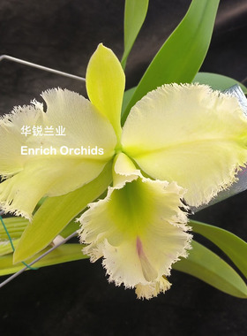 华锐兰业绿色大花卡特兰 柠檬香 绿毛猪Rlc.Golf Green