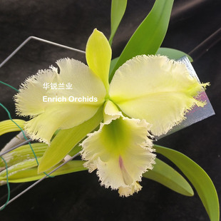 华锐兰业绿色大花卡特兰 柠檬香 绿毛猪Rlc.Golf Green