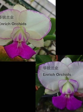 华锐兰业 优秀覆轮走路人亲本对交后代 走路人 C.walkeriana s/a