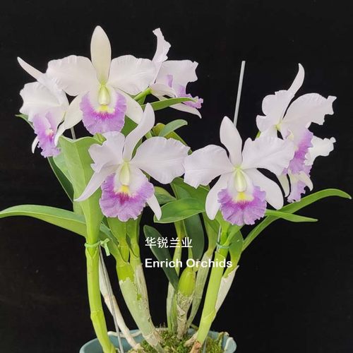 华锐兰业 新品 多花大花 蓝色卡特兰 新营阿祖尔Ctt.Blue Angel