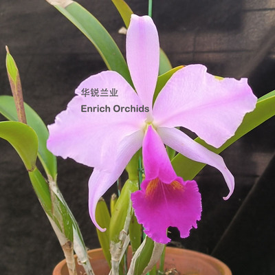 华锐兰业 确定开品 精选 微插角粉色玫红唇特理 C.trianaei tipo
