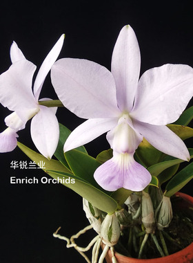 华锐兰业 原盆分株 原种蓝色走路人 蓝色曼哈顿 C.walkeriana