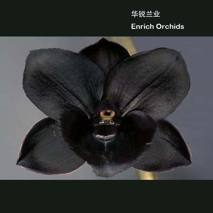华锐兰业 金牌奖 黑珍珠黑天鹅 飘唇兰 Fdk.Afer Dark 'SVO Black