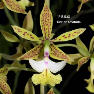 华锐兰业 多花性 易开花树兰 史丹佛树兰 Epi.stamfordianum