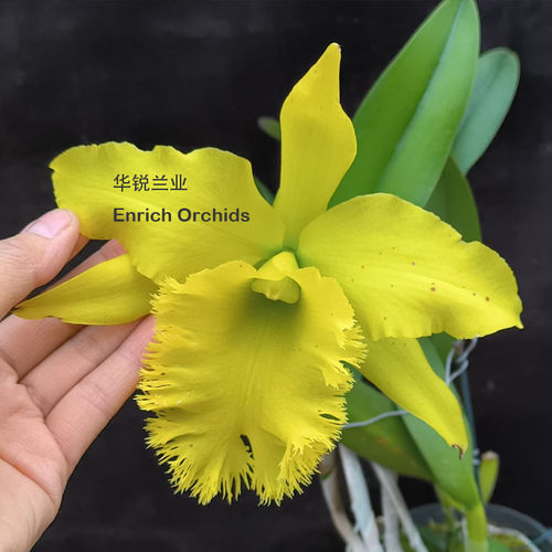 华锐兰业经典绿花流苏天使