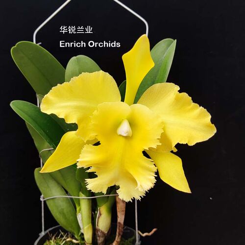 华锐兰业中型植株大花柠檬