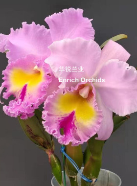 华锐兰业 金奖 经典粉色大花卡特兰 加冕 Rlc.Pamela Hetheringto