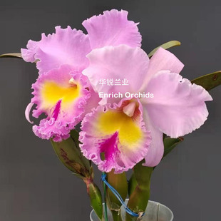 华锐兰业 金奖 经典粉色大花卡特兰 加冕 Rlc.Pamela Hetheringto