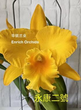 华锐兰业 获奖无数 香味好闻 金黄色大花卡特兰 永康二号