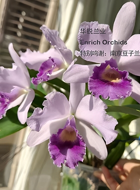 华锐兰业 浓郁甜香 推荐奖 蓝色多花卡特兰  保罗蓝色天堂 C.Poor