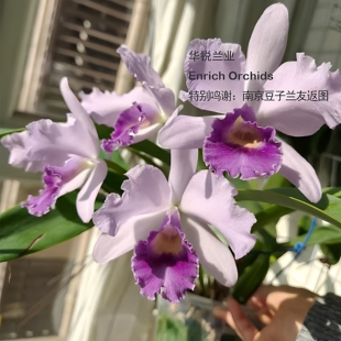 保罗蓝色天堂 华锐兰业 C.Poor 蓝色多花卡特兰 奖 浓郁甜香 推荐