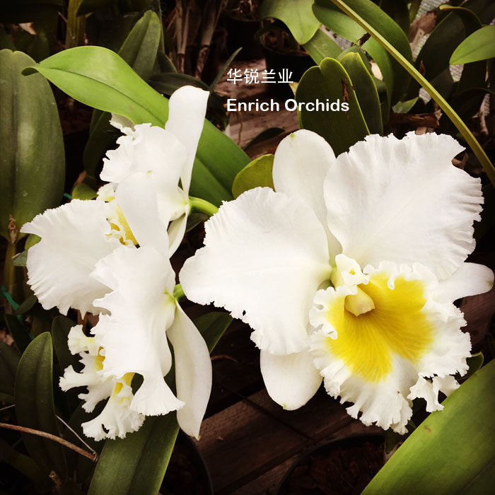 华锐兰业 银奖 大白花 卡特兰 湖心岛 Blc.Burdekin Wonder