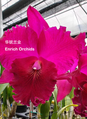 华锐兰业 红色放射性条纹 浓郁芬芳 新品 大花卡特兰 红楼梦 Rlc.