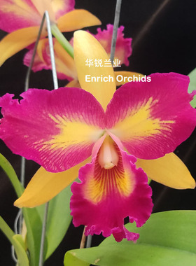 华锐兰业 紫红黄色插角 迷人芬芳 大花卡特兰 金丝猴 Rlc.Taiwan