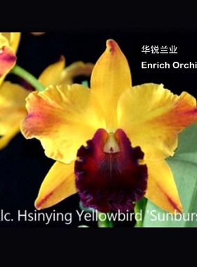 华锐兰业 黄色插角大花卡特兰旭日东升 Rlc. Hsinying Yellowbird